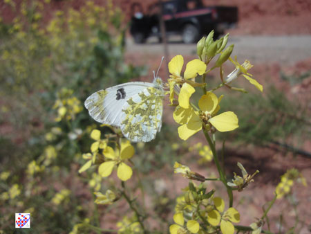 Eynali white butterfly