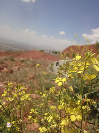 پروانه سفید عینالی