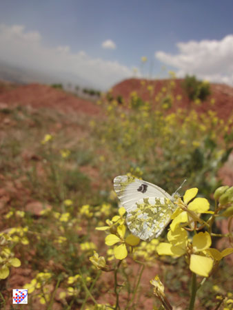 پروانه سفید عینالی