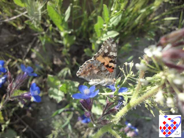 Painted lady  رنگلی قادین