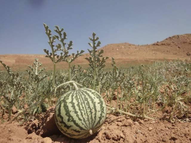 دیم قارپیزی