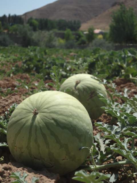 دیم قارپیزی