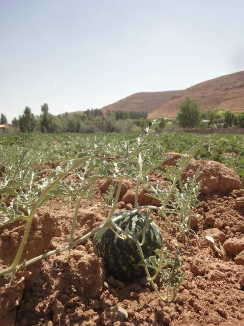 دیم قارپیزی