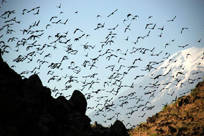 Mete TÜRKOĞLU-Birds