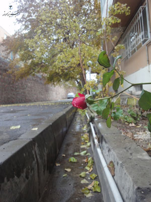 رز پائیزی