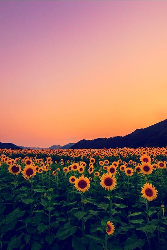 گل های آفتابگردان