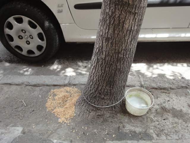 اب و نان برای پرنده
