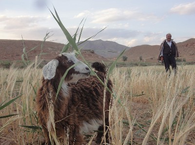 Shepherd-Ahar Road 