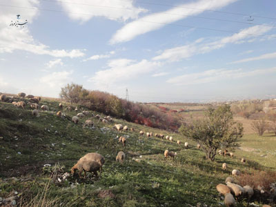 چرای دام در میان علف و زباله