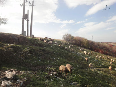 چرای پلاستیک