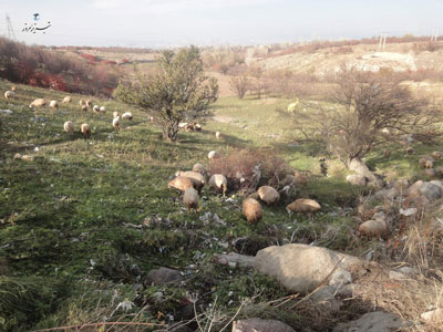چرای پلاستیک 