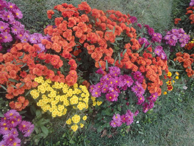 گل های رشدیه
