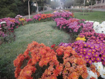 گل های رشدیه
