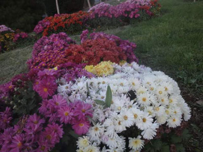 گل های رشدیه