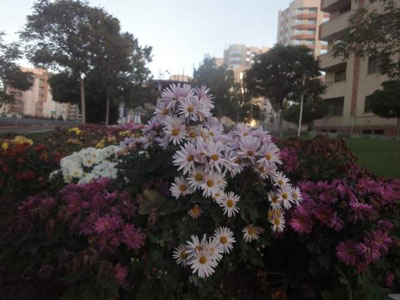 گل های رشدیه