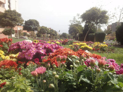 گل های رشدیه