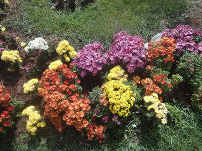 گل های رشدیه