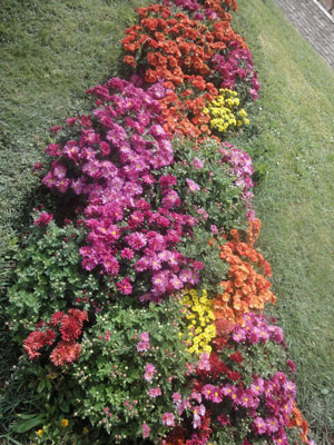 گل های رشدیه