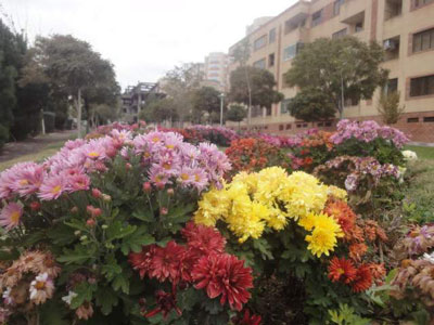 گل های رشدیه