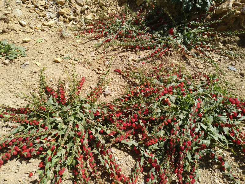 Chenopodium foliosum