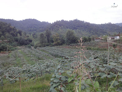 باغ کیوی خطبه سرا