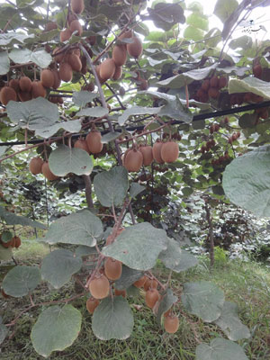 باغ کیوی خطبه سرا