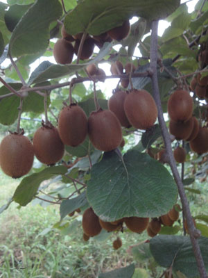 باغ کیوی خطبه سرا