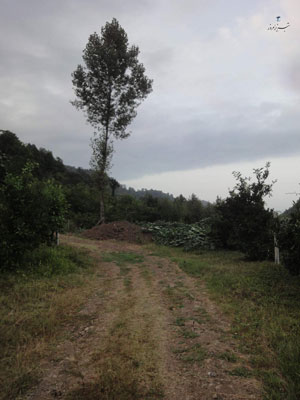 باغ کیوی خطبه سرا