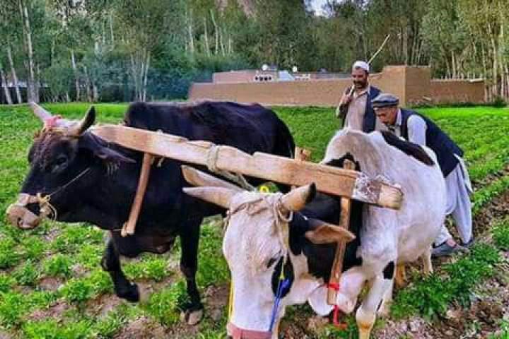 گاو در مزرعه