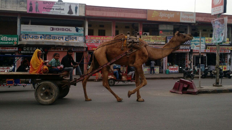 گاری شتری