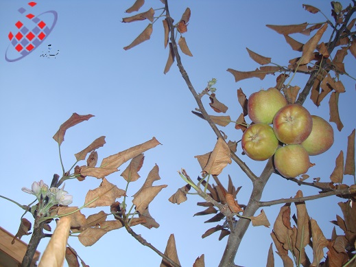 	شکوفه های درخت سیب در پائیز تبریز