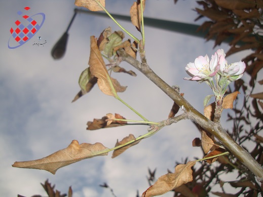 	شکوفه های درخت سیب در پائیز تبریز