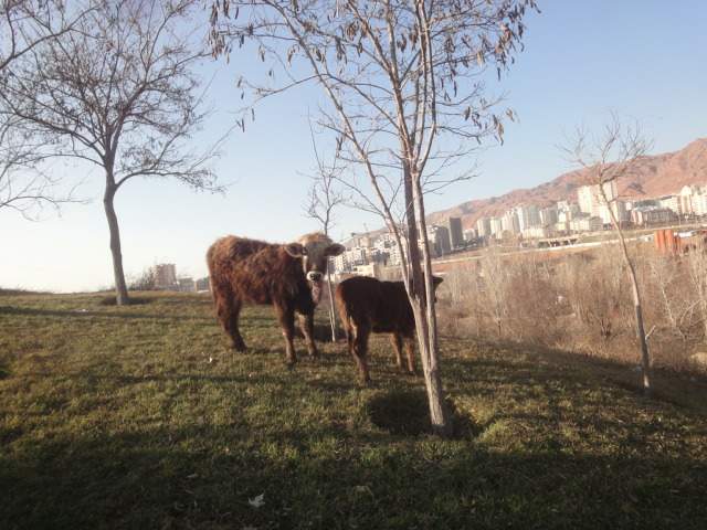 کوهستان عینالی در پس زمینه عکس گاوها دیده می شوند! 