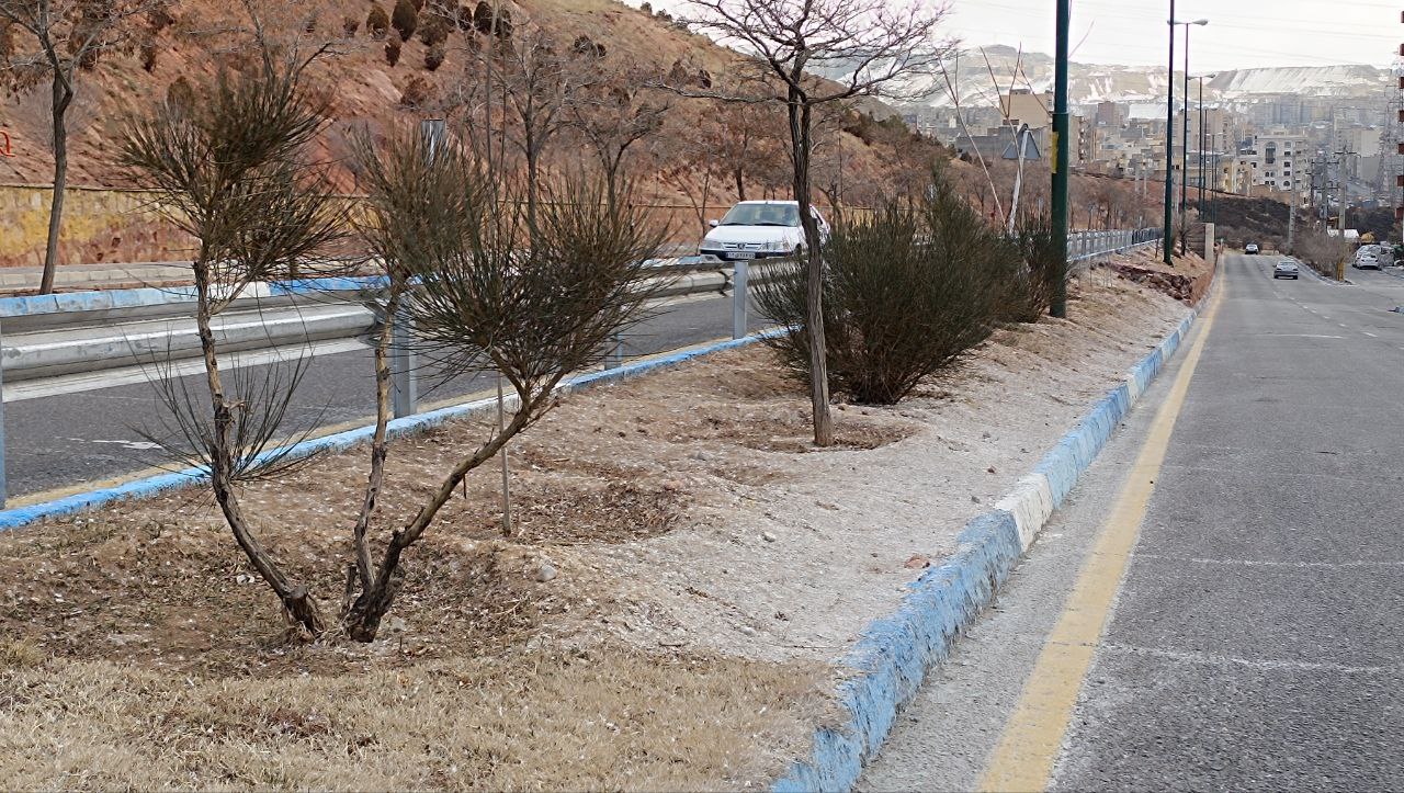 محلول پاشی برای برف و یخ زدایی  در تبریز وارد فضای سبز و پای درختان می شود