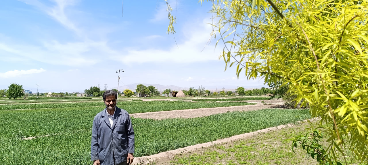 محصول سالم سبزیجات برگی جعفر دایی در حکم آباد