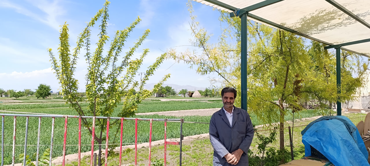 محصول سالم سبزیجات برگی جعفر دایی در حکم آباد