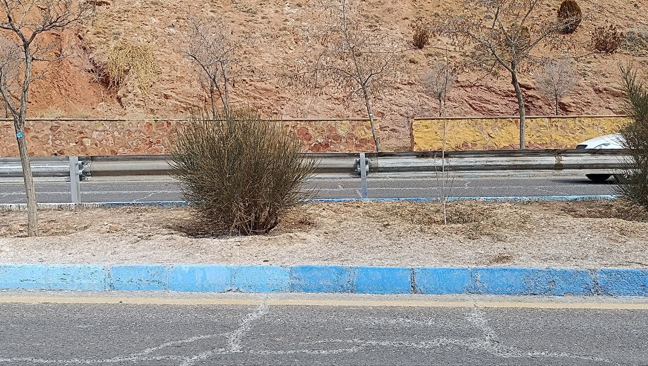 محلول پاشی برای برف و یخ زدایی  در تبریز وارد فضای سبز و پای درختان می شود