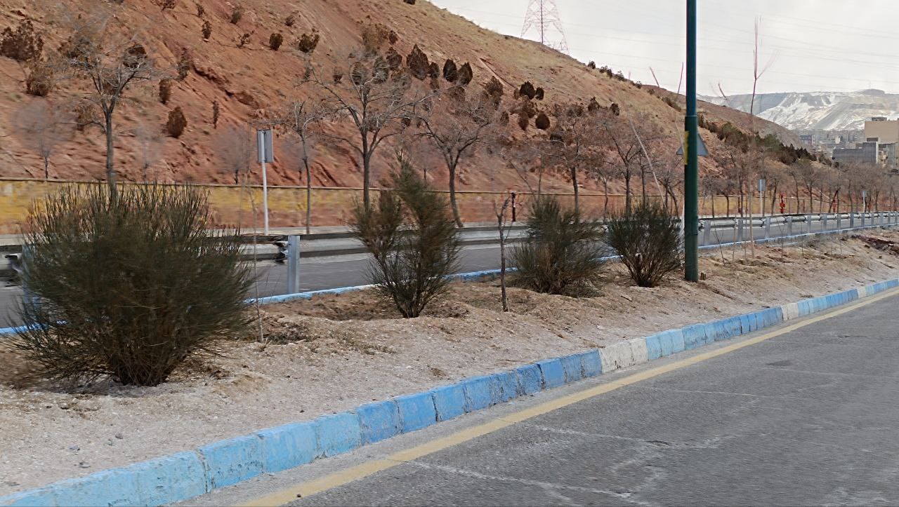 محلول پاشی برای برف و یخ زدایی  در تبریز وارد فضای سبز و پای درختان می شود