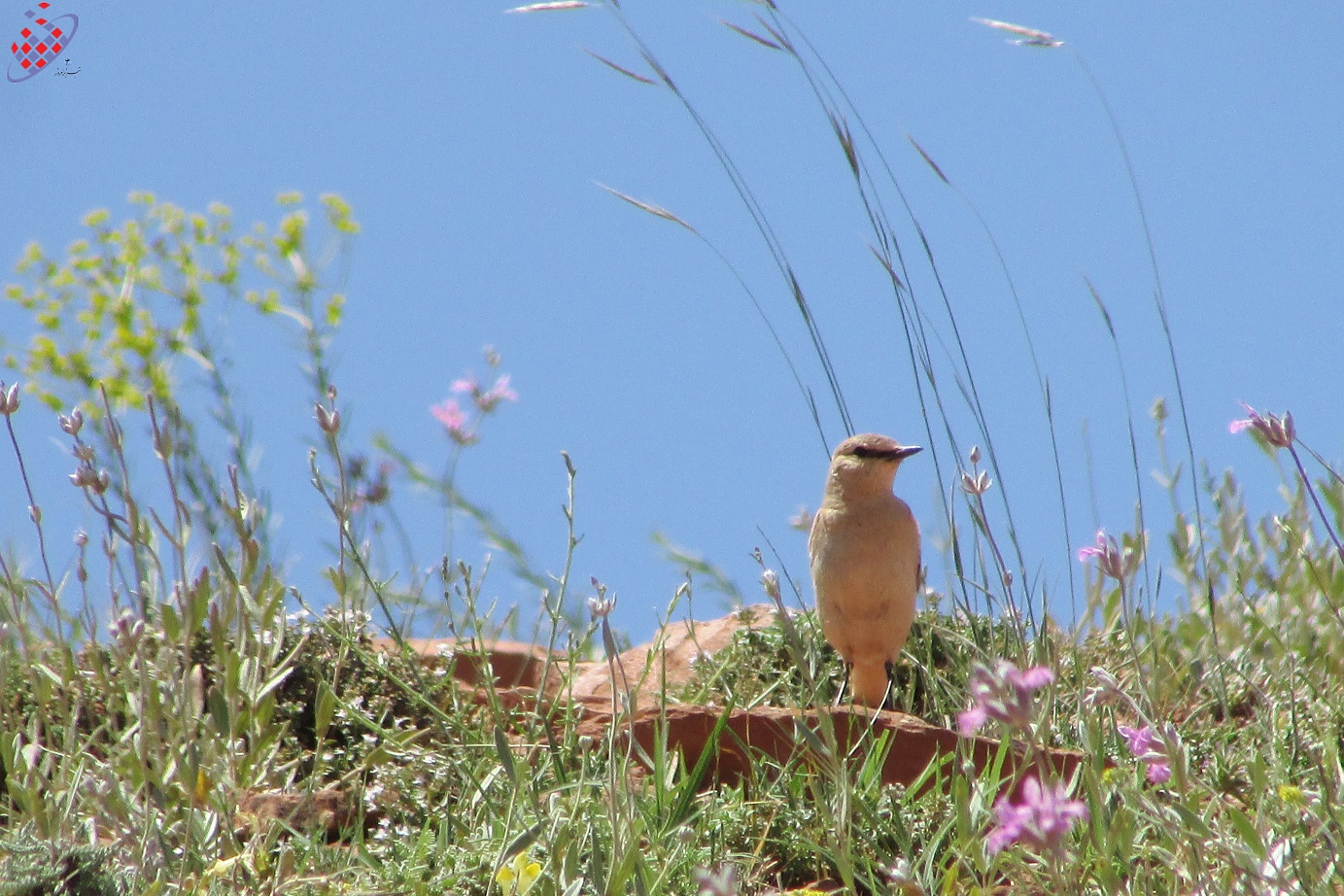 پرنده کوهستان سرخاب عینالی در هفته محیط زیست