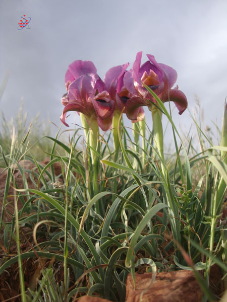 Iris -Petrana - Tofigh Vahidi Azar - توفیق وحیدی آذر-Eynali - Tabriz